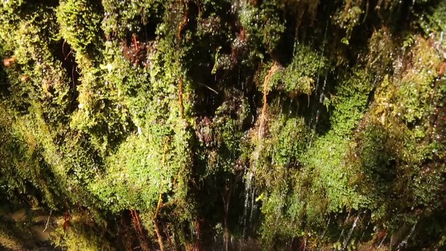 of a Steam with a litte waterfall on Madeira island.