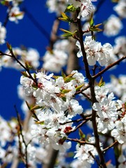 Blooming scent