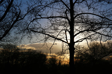 Obraz na płótnie Canvas Tree Silhouette at Sunset