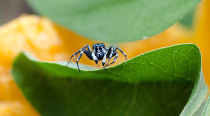 Beautiful Spider on green leaf, Jumping Spider in Thailand, Cosmophasis umbratica