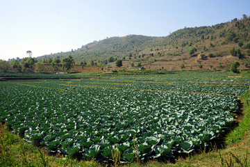 Fototapeta na wymiar Fields of cabbage among the hills