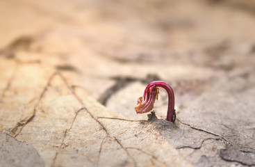 Young sprout in springtime