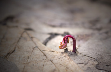 Young sprout in springtime