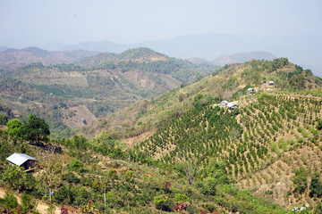Fototapeta na wymiar Tea plantations in the highlands