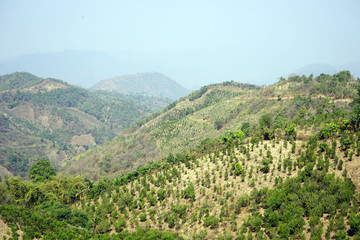 Fototapeta na wymiar Tea plantations in the highlands
