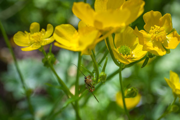 blooming flower in spring, buttercup, crowfoot