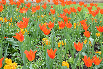 Tulipes rouges au printemps au jardin