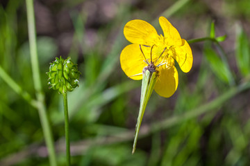 blooming flower in spring, buttercup, crowfoot
