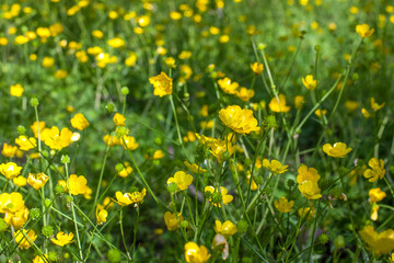 blooming flower in spring, buttercup, crowfoot