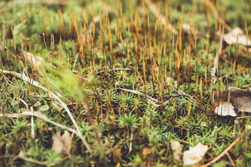 moss in the forest