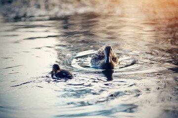 Duck with duckling swims in the evening in the pond.