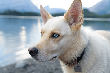 Striking mixed breed dog with piercing blue eyes looks over mountian scape while hiking