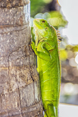 Iguana climbing a palm tree