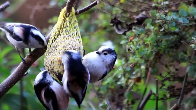 long tailed tits eating bird seed in winter
