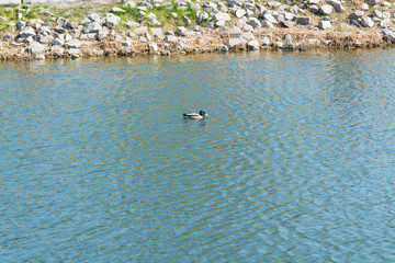 Birds and animals in wildlife. Beautiful duck flapping the wings in water of pond or river. Season of hunting and fishing.