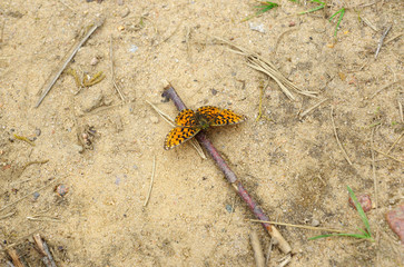 large brown butterfly