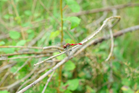 dragonfly resting on a twig