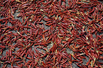 Fototapeta premium Red pepper