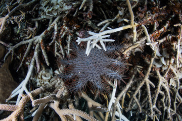 Crown of Thorns Sea Star Feeding on Coral