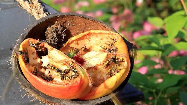 bees collect apple fruit
