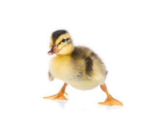 Cute little newborn fluffy duckling. One young duck isolated on a white background. Nice small bird.