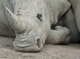 Rhinoceros