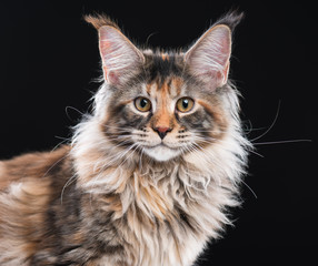 Portrait of domestic tortoiseshell Maine Coon kitten. Fluffy kitty on black background. Adorable curious young cat looking at camera.