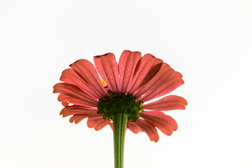 red gerber daisy isolated