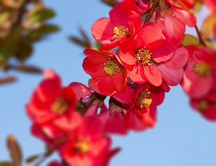 Obraz premium Szkarłat