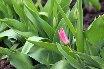 Spring leaves, buds and a blooming pink tulip