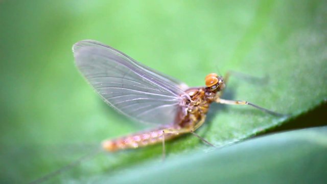 Mayflies  (Ephemeroptera), sitting on the grass