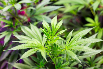 Immature medical marijuana plants at an indoor grow operation.