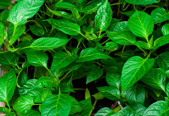 Background of green leaves. The concept of ecology