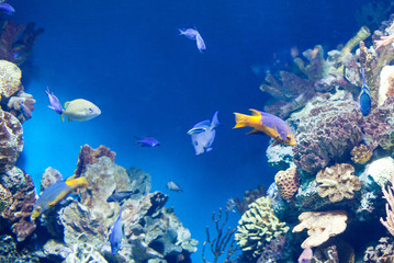 Fototapeta na wymiar many Fish on the coral reef