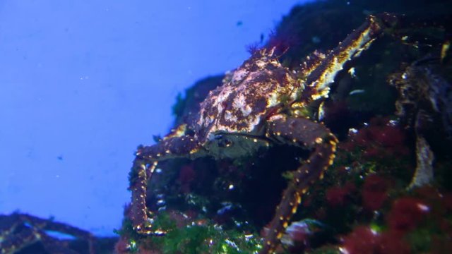 Crab on  coral reef