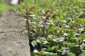 Small flowers near the blackboard