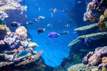 Fototapeta na wymiar Underwater World, corals and beautiful fish.
