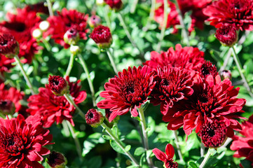 bright background of blooming chrysanthemums in the flowerbed