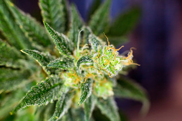 Macro photograph of an untrimmed medical marijuana flower showing trichomes and orange hairs and leaves.