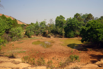 Pond near the trees
