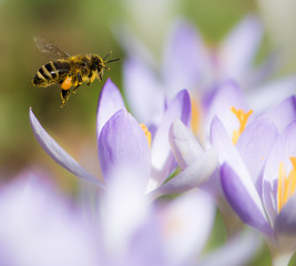 Flying honeybee pollinating a purple crocus flower