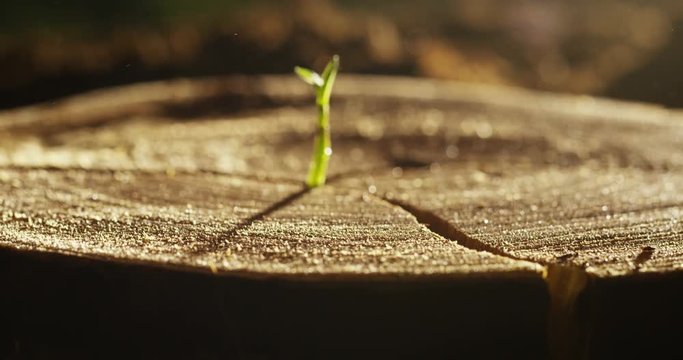 On a wet stump there is a new sprout with life, a magical atmosphere, in the background of the dark earth, a concept: save the planet, new life, ecology, bio,love,tradition, environment,future people.