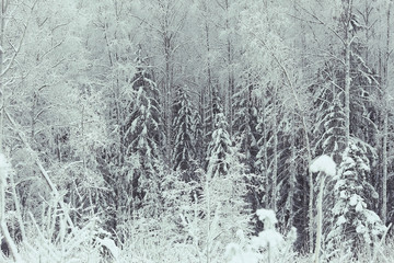 snowy winter landscape in the Christmas forest