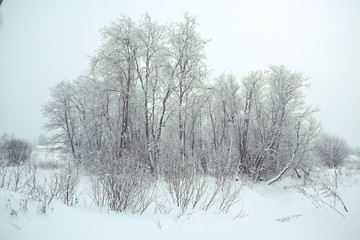 frosty landscape with trees