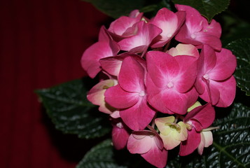 Pink hydrangea flowers, pink hortensias