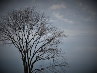 Fototapeta na wymiar A árvore e o céu.