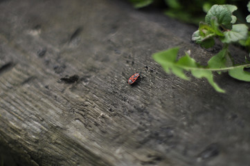 The Bug-Soldier