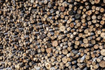 Pile of tree logs