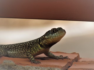 Calango.