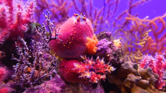 Coral reef of pink color